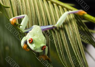 Red eyed leaf frog Red eyed leaf frog