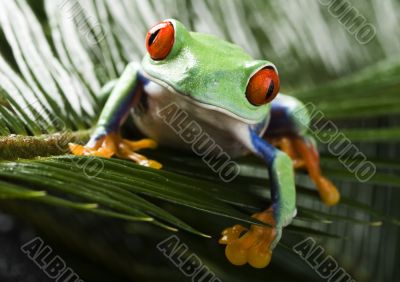 Red eyed leaf frog Red eyed leaf frog
