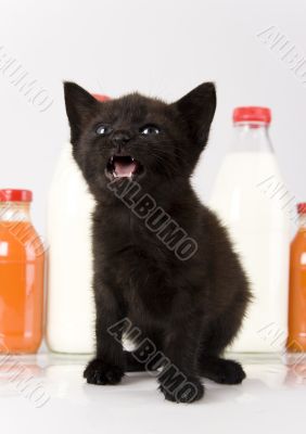 Kitty Kitty