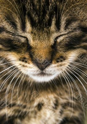Kitty Kitty
