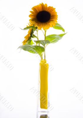 Colourful helianthus Colourful helianthus