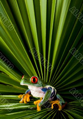 Red eyed leaf frog Red eyed leaf frog