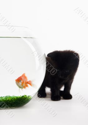 Cat &amp; Gold fish