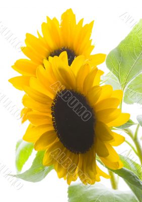 Colourful helianthus