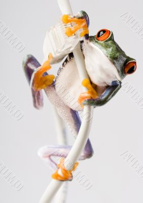 Red eyed frog Red eyed frog