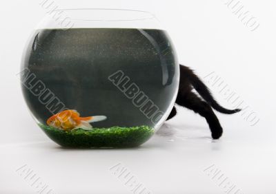 Black cat &amp; Gold fish