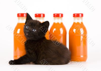 Cat &amp; Orange drink