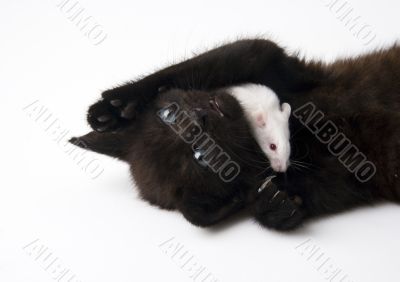 Black cat &amp; White mouse