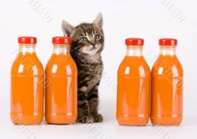 Cat &amp; Orange drink