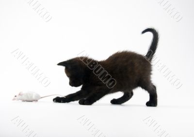 Black cat &amp; White mouse