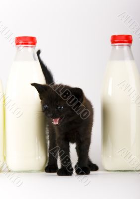 Cat &amp; Milk