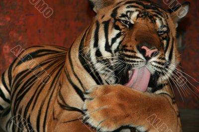 Tiger licking his paw