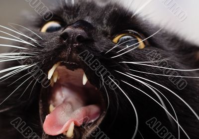 Black cat crop Black cat crop