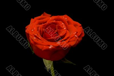 Red isolated rose with dew
