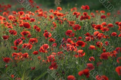 Field of poppies
