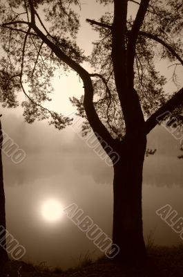 Tree on a Lake Shore in Fog