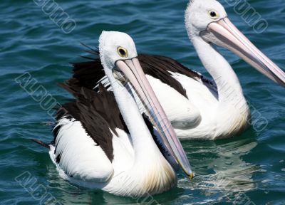 Australian Pelican