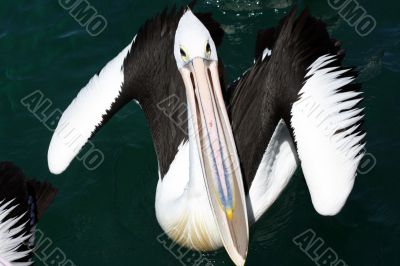 Pelican over Forster