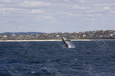  Humpback whale breaching in Australia