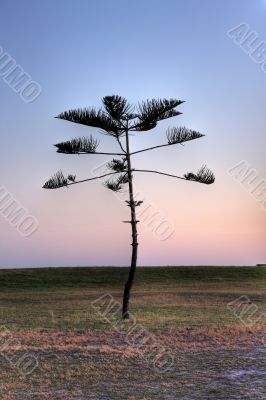 Pine tree against a deep blue sky