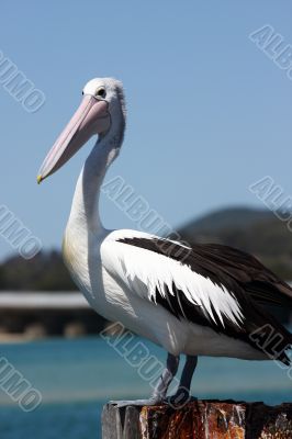 Australian Pelican