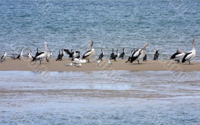 Pelican over Forster