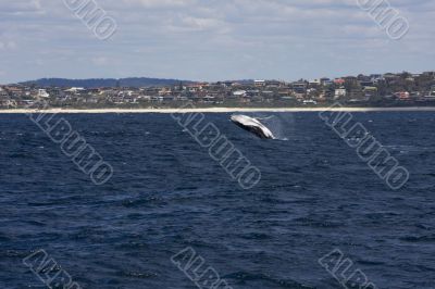  Humpback whale breaching in Australia