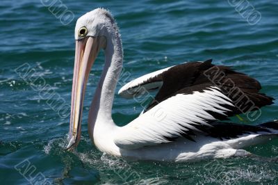 Australian Pelican