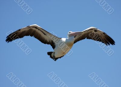 Pelican over Forster