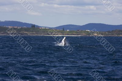  Humpback whale breaching in Australia