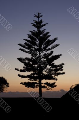 Pine tree against a deep blue sky