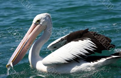 Pelican over Forster