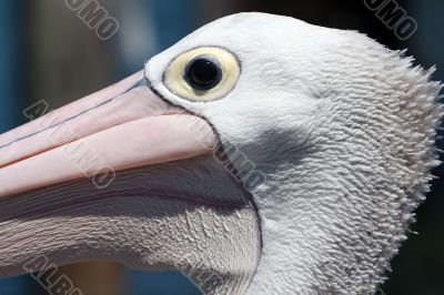 Pelican over Forster