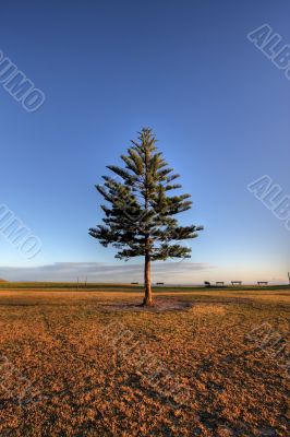 Pine tree against a deep blue sky