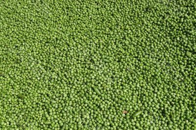 Peas Peas