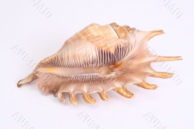 Shellfish