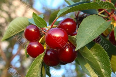 Ripe cherries