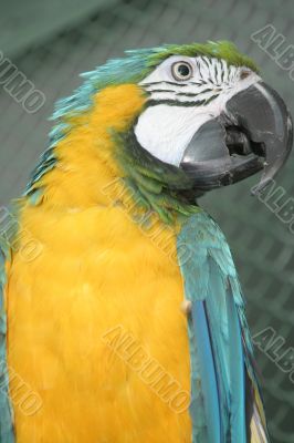Bright parrot in a zoo