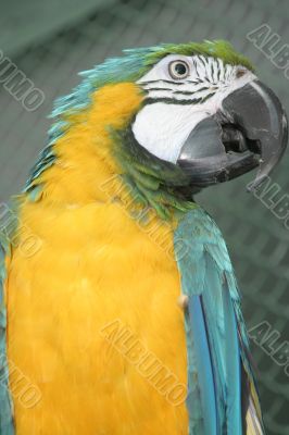 Bright parrot in a zoo Bright parrot in a zoo