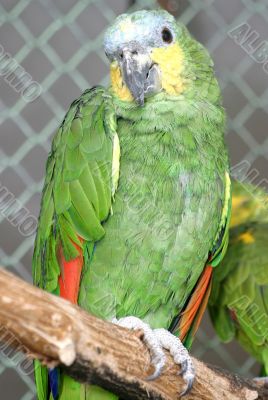 Parrot Parrot