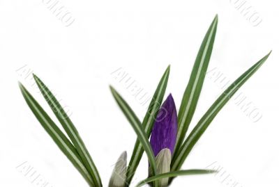 Crocus