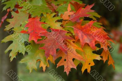 Autumn bouquet Autumn bouquet