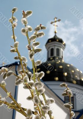 Willow on a background of a church