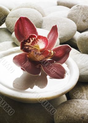 Orchid in bowl on stones