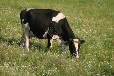 The cow grazed on a meadow