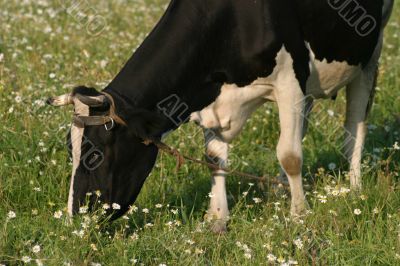 The cow grazed on a meadow
