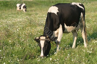 Two cows grazed on a meadow