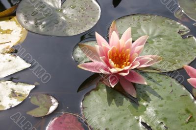 Water lily