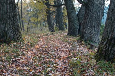 Footpath in an autumn wood Footpath in an autumn wood