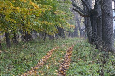 Footpath in an autumn wood